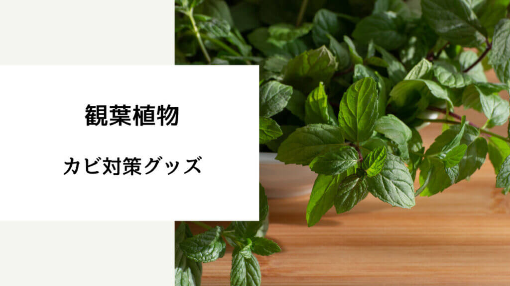 観葉植物 カビ 殺菌剤